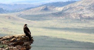Golden Eagle