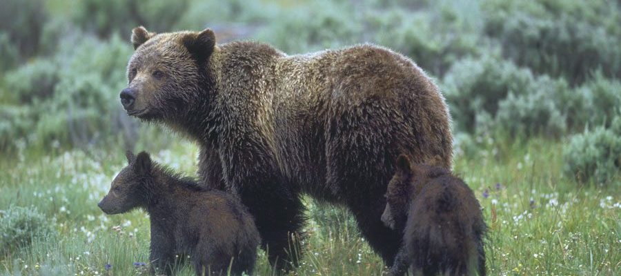 'Yellowstone grizzly bears' by Florian Schultz