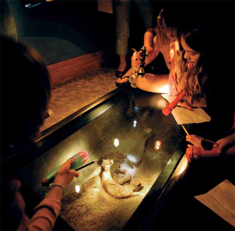 Girl Scouts on a sleepover explore Girl Scouts on a sleepover discover a black-footed ferret in the Draper