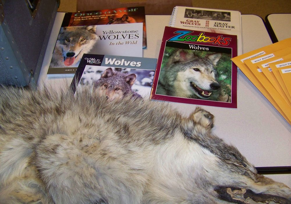 Gray Wolf Natural History trunk