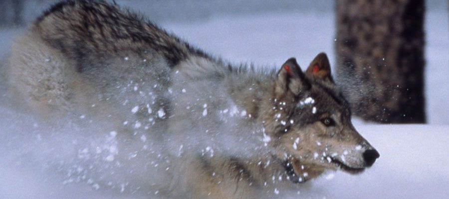 Yellowstone wolf, 1996. NPS photo by Barry O'Neill