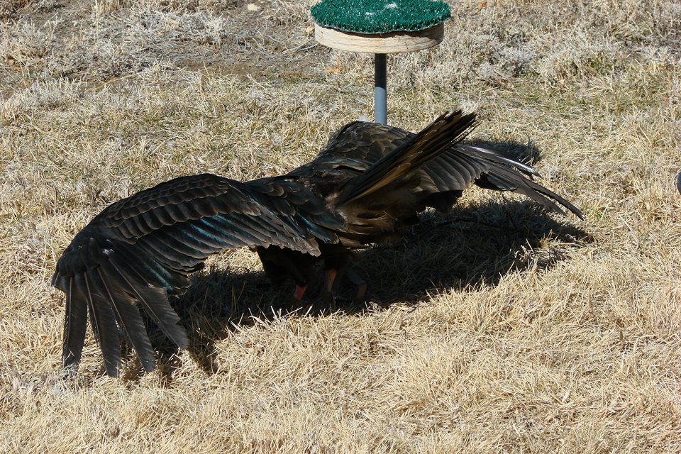 Suli the turkey vulture in her head down, tail up position. Learn more at the Buffalo Bill Center of the West