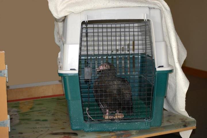 Suli the turkey vuture in her travel kennel, which recently arrived at the Buffalo Bill Center of the West.