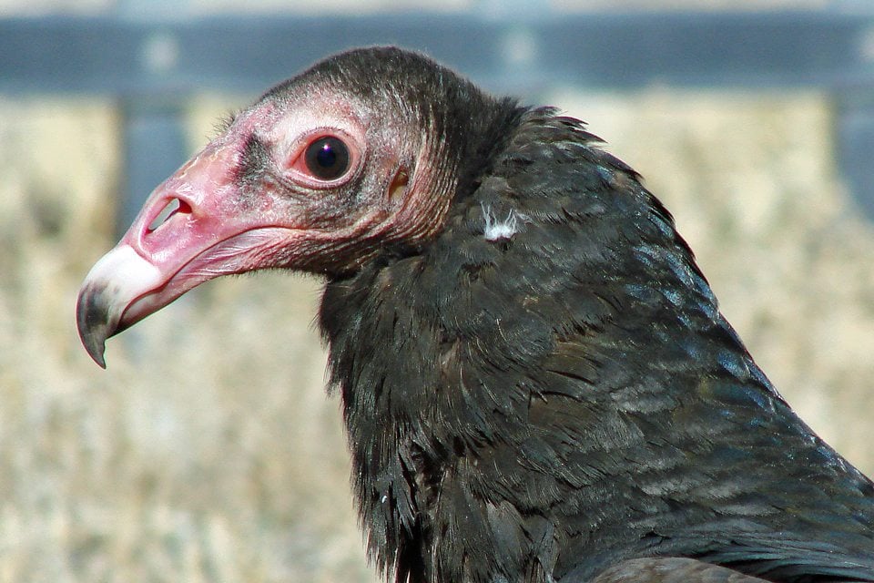 Suli our turkey vulture. Notice the ear hole to the right and slightly below her eye. She seems to respond to comforting whispers, but not always.