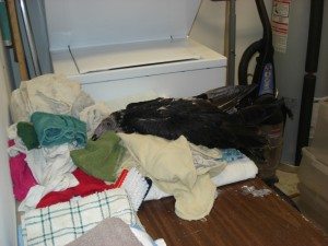 Suli, still a juvenile living in Kansas, helping with the laundry before she traveled to live with us.