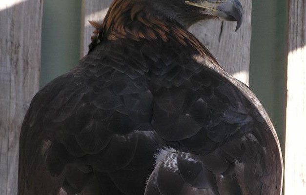 Golden eagle