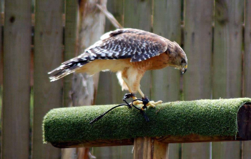 Red-shouldered hawk flown during the show. This is the first one I've ever seen up close! Very cool!