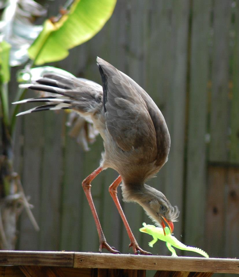 Seriema, a South American bird, demonstrating how they kill lizzards (or in this case a rubber alligator) by smacking them on rocks or other hard surfaces.