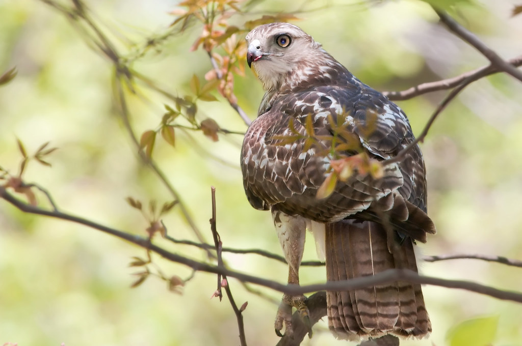 Photo to demonstrate how an immature Red-tail looks like with a banded tail and wings falling short of tail. Bird is perched with back facing camera.