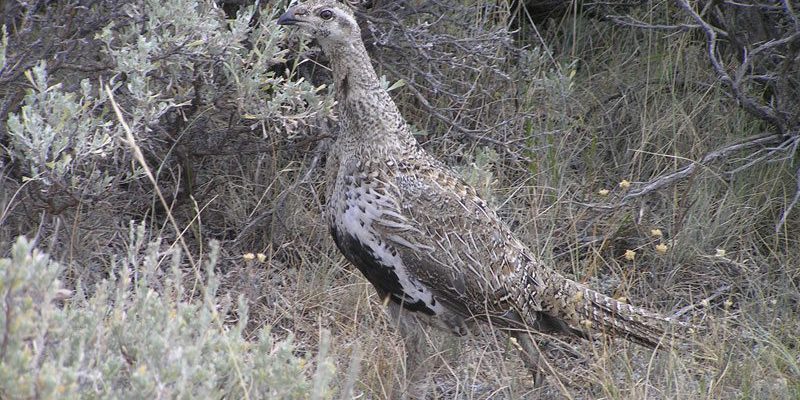 November Lunchtime Expedition: An update on sage-grouse