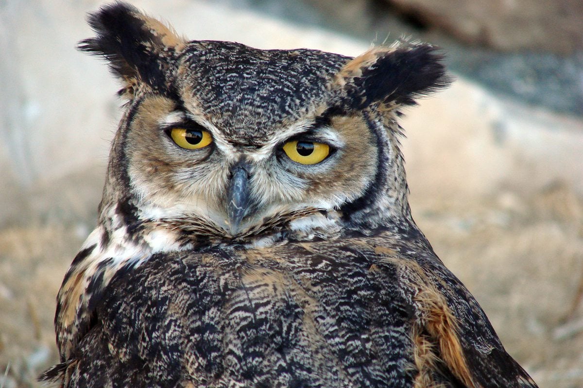 Great Horned Owl Eating