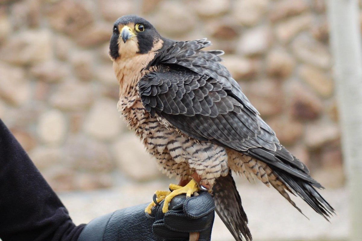 Hayabusa getting ready to shake out her feathers.