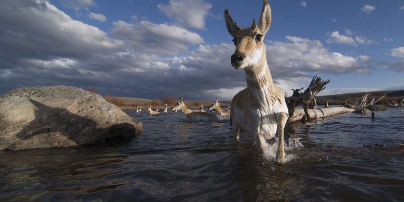 Pronghorn crossing a river. Photo by Joe Riis.