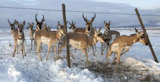Pronghorn antelope at barbed wire fence, from 'Pronghorn Passage.' Joe Riis photo.