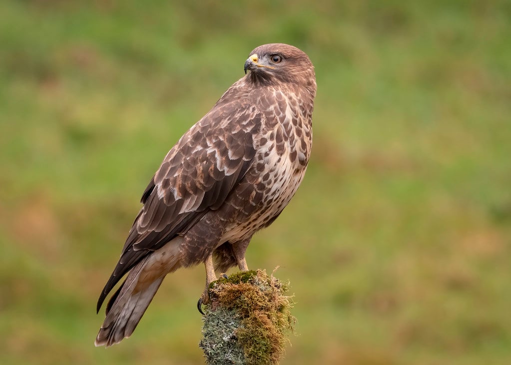 An example of a true buzzard to show they are actually a hawk.