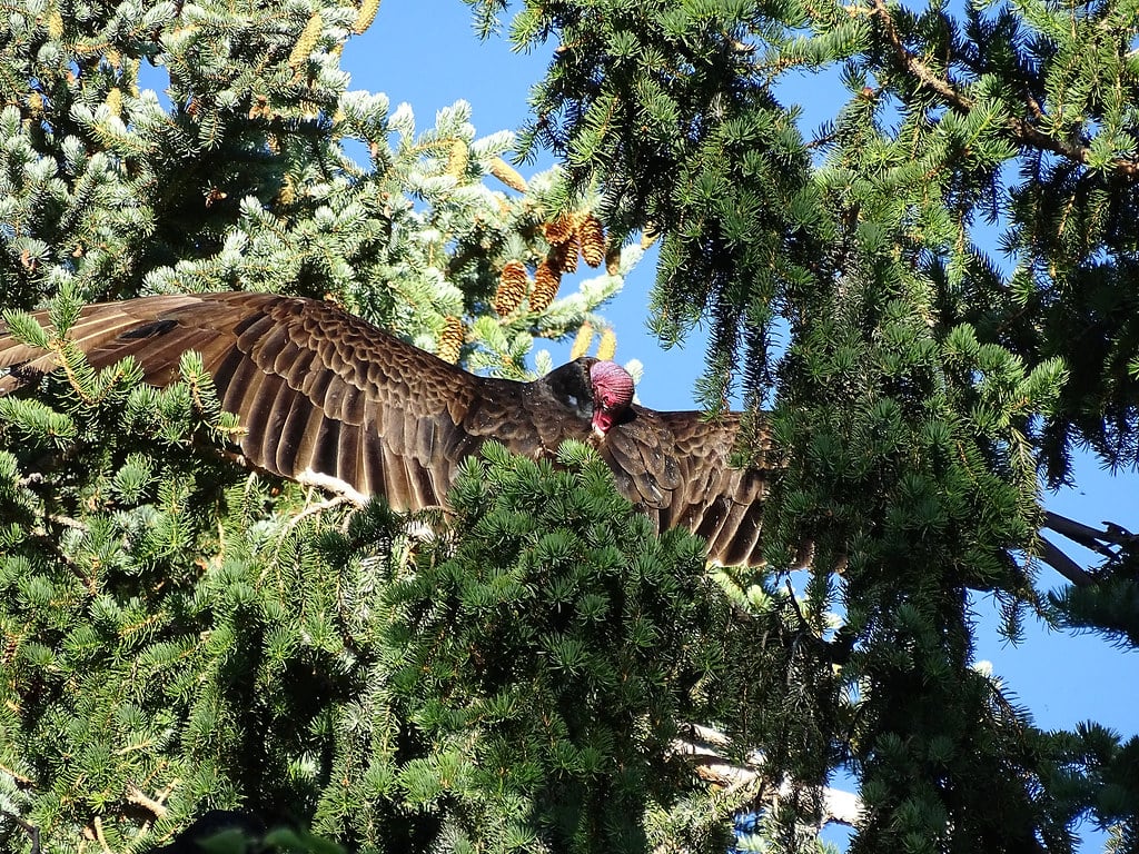 Turkey Vulture with wings outspread preening its back feathers. Demonstrates keeping clean.