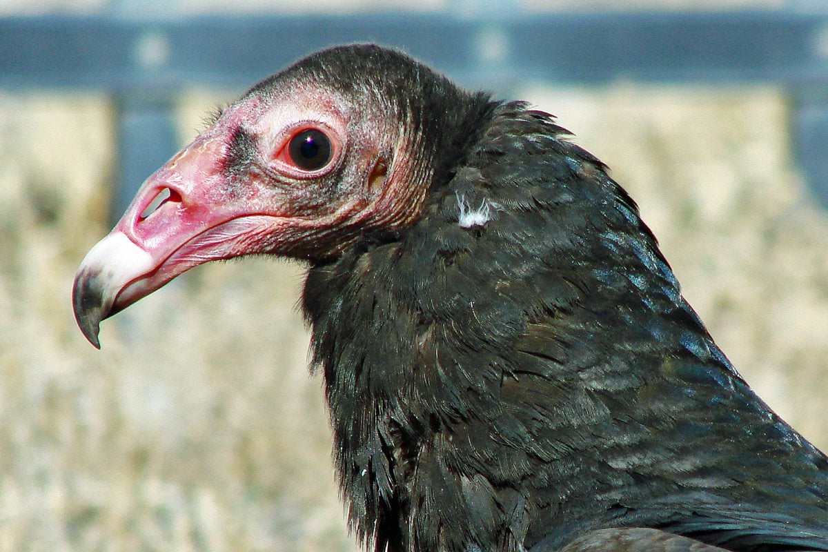 My favorite facts about Turkey Vultures - Center of the West