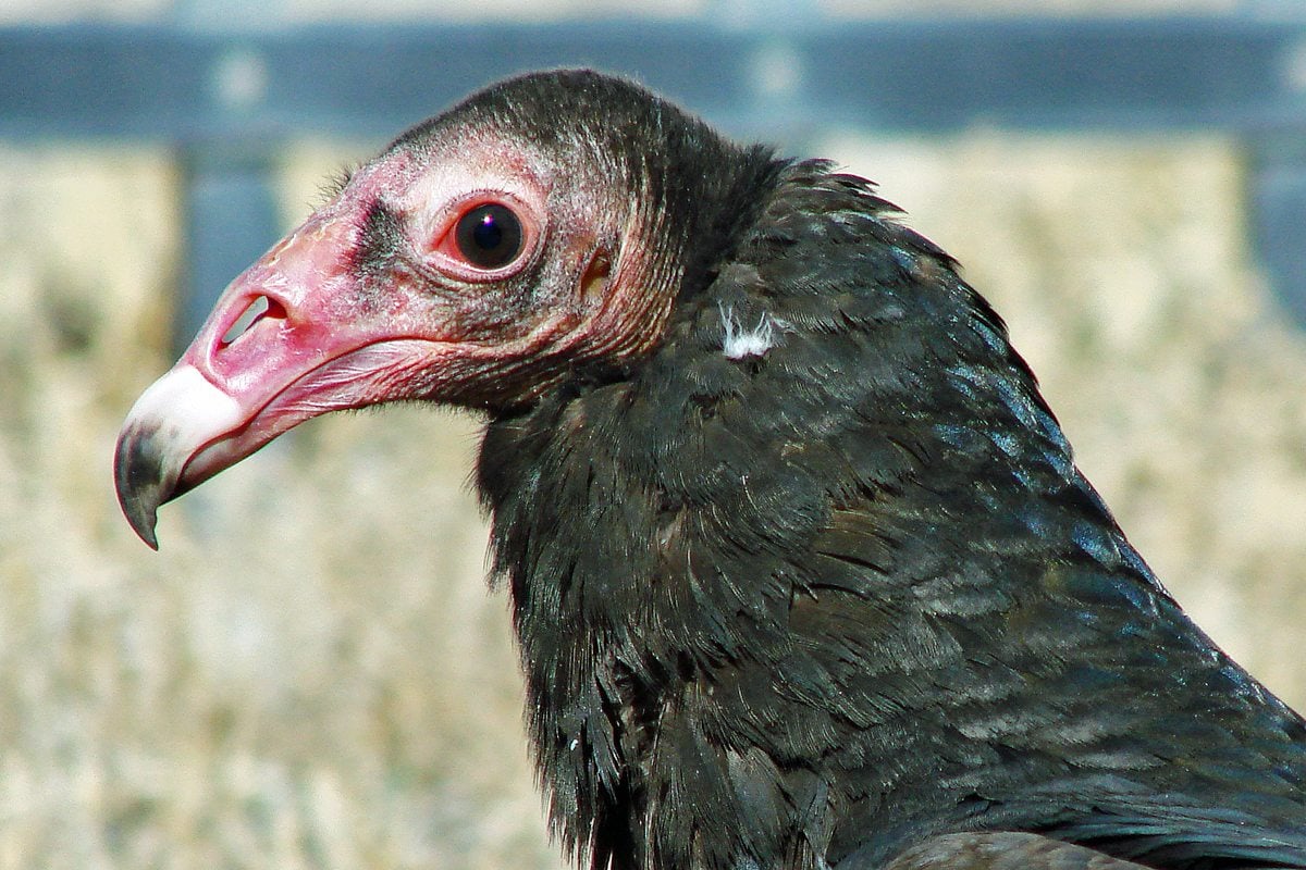 What Does It Mean When Turkey Vultures Are On Your House at Samuel ...