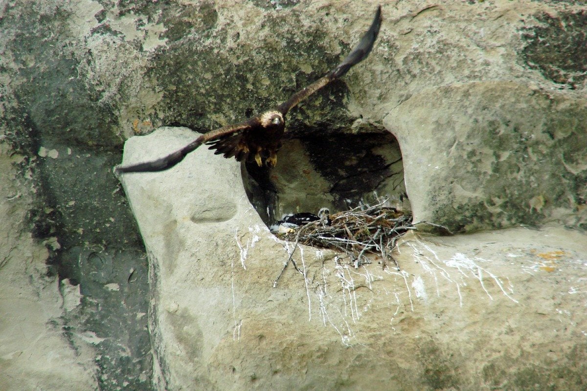Golden Eagle Posse member Anne Hay captured this remarkable image of a golden eagle parent leaving her nest in early June 2011. Photo by Anne Hay.