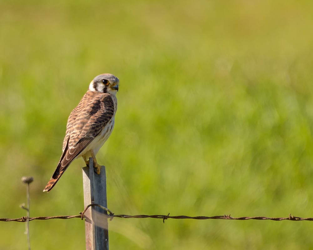 A photo of a female kestrel to demonstrate her banded tail and lack of blue color on her wings. 