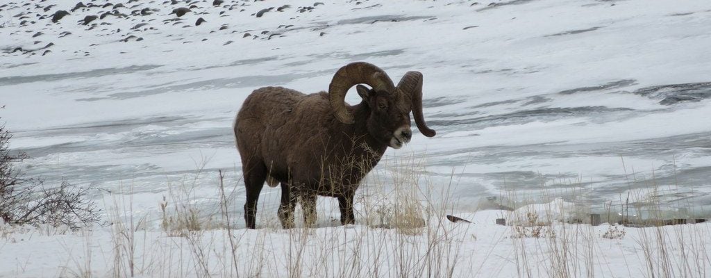 A bighorn ram browses along the side of the Northfork Highway between Cody and the east entrance of Yellowstone National Park.