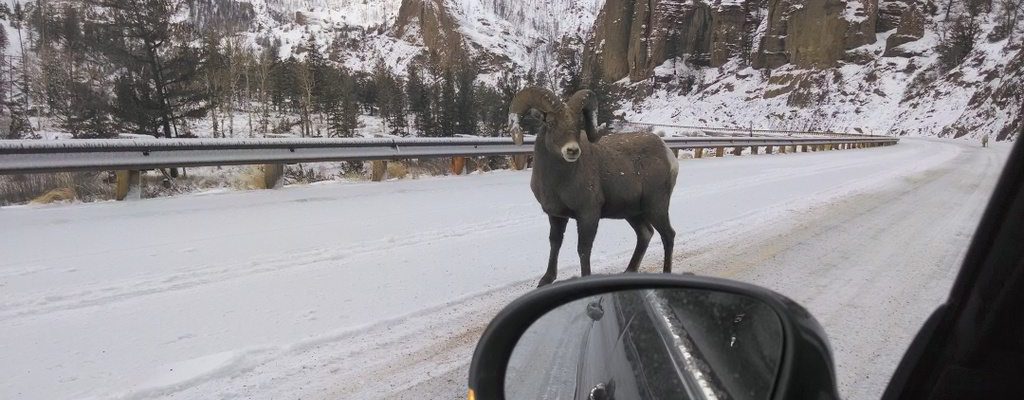 An Impressive Bighorn Ram on the road to Yellowstone sizes up my car