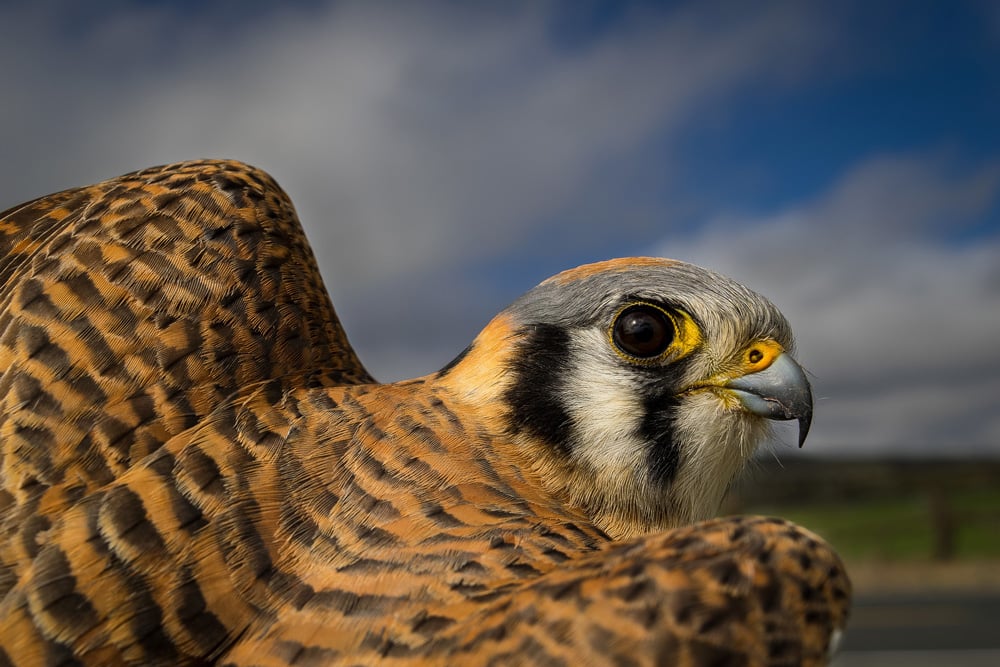 The face of a kestrel to demonstrate what a male and female have in common.