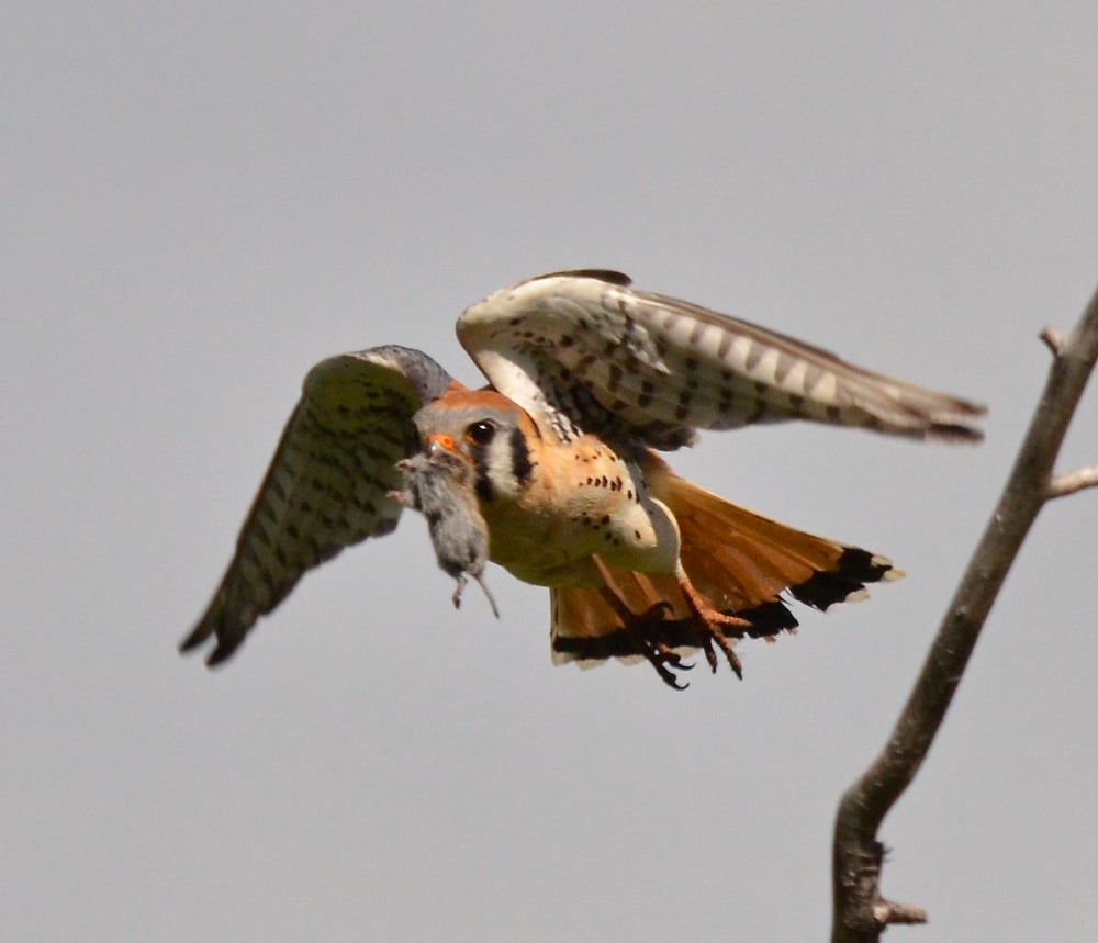 An American Kestrel carrying a small rodent to demonstrate their prey.