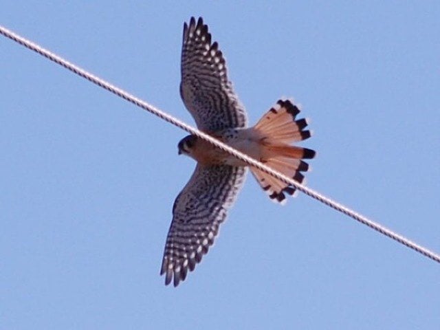 Male kestrel in flight. Notice the more solid tail with the dark band near the tip.