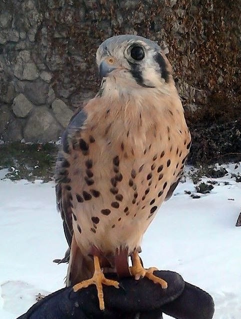 Our American kestrel, "Salem." Note how small he is compared to the glove he is standing on.