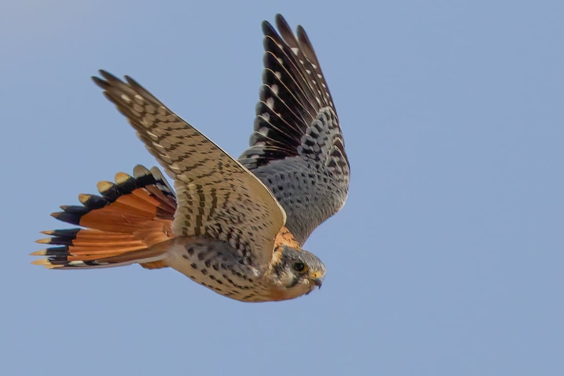 A kestrel in flight to demonstrate what a male would look like.