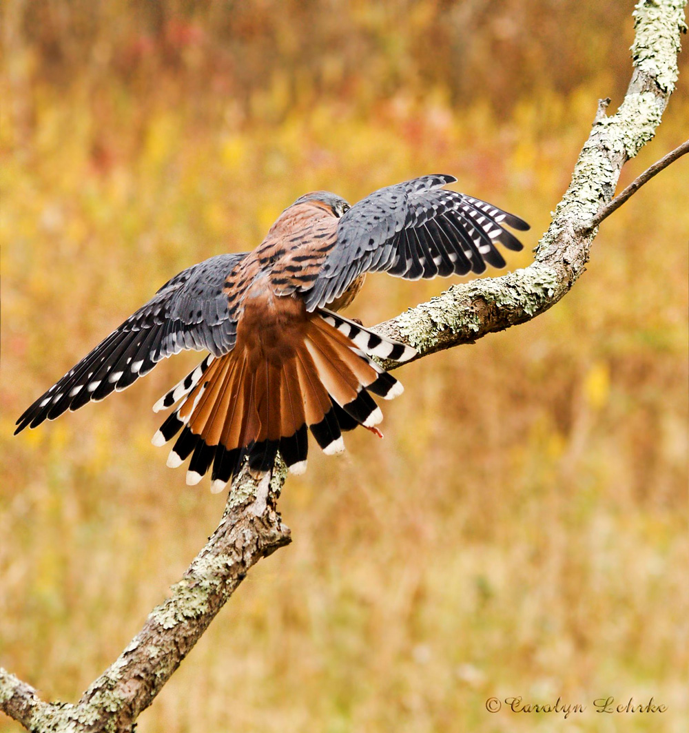 A photo showing a male landing on a branch, wings outspread.  Shows the blue color and mostly solid colored tail. 