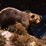 Treasures from our West: Grizzly bear 104. DRA.305.4
