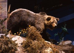 Treasures from our West: Grizzly bear 104. DRA.305.4