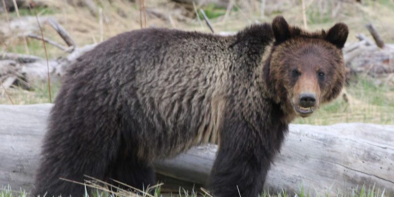 Yellowstone grizzly bear, May 2013. Photo by C.R. Preston.