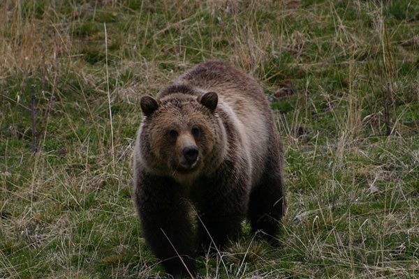 Yellowstone grizzly bear. Photo by Dr. Charles R. Preston.