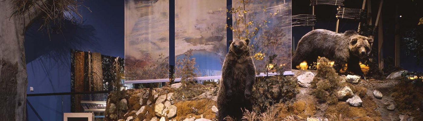 Grizzly bear exhibit, Draper Natural History Museum