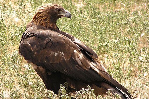 Golden eagle. Photo by C.R. Preston.