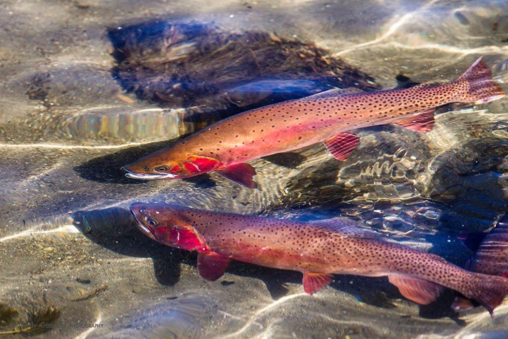 Yellowstone Grizzly Bear and Cutthroat Trout - Buffalo Bill Center