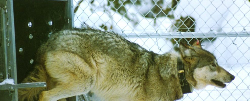 Yellowstone Wolf Release