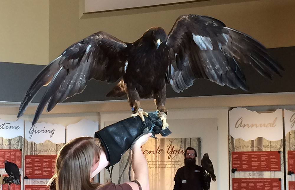 Melissa wearing the shield over her large glove while handling Kateri, our golden eagle.