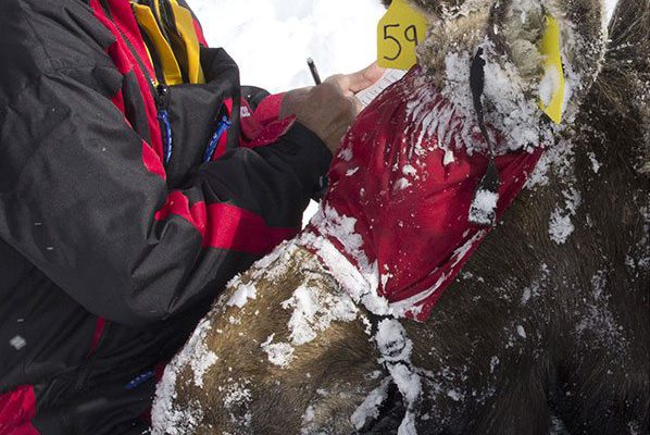 Dr. Matt Kauffman studying moose in the field.