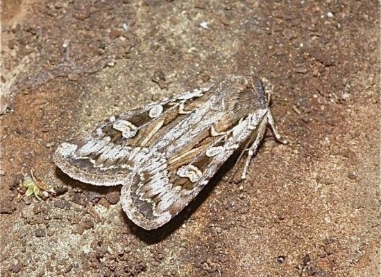 army cutworm moths