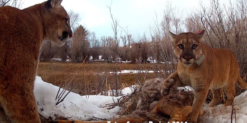 Dr. Mark Elbroch reveals the secret lives of mountain lions at lecture August 7. Here, two cougars stand off over food.