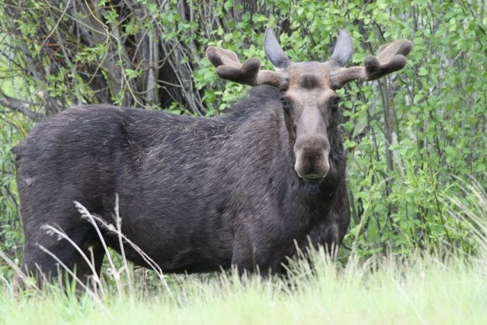 Moose of Yellowstone