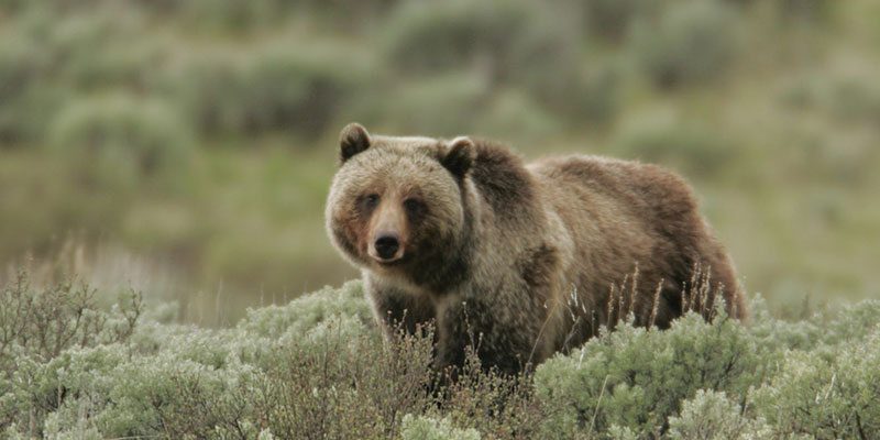 Grizzly bear. NPS photo by Jim Peaco.