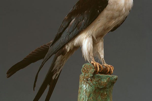 A Treasure from Our West: American swallow-tailed kite. DRA.304.17