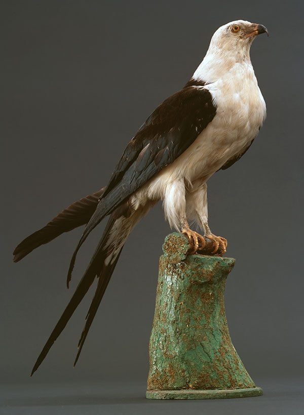 A Treasure from Our West: American swallow-tailed kite. DRA.304.17