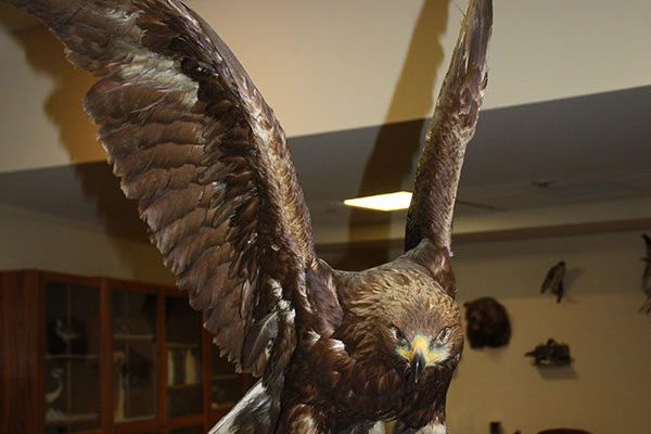 A Treasure from Our West: Golden eagle taxidermy mount. NH.304.3