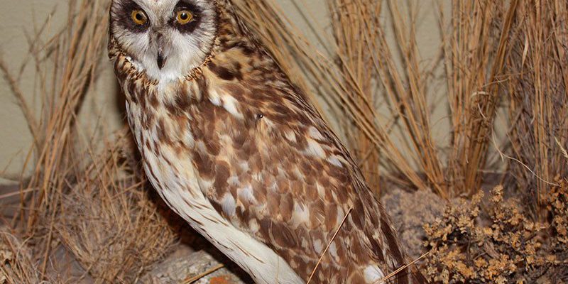 A Treasure from Our West: Short-eared owl. DRA.304.18